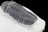 Bargain, Austerops Trilobite - Visible Eye Facets #80671-4